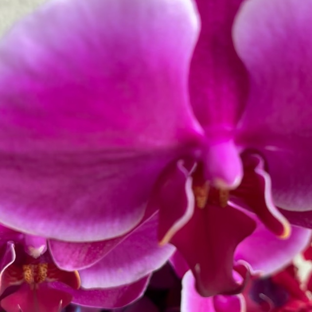 Simple et différent. Des couleurs gourmandes de fruits rouges , un mélange de textures et de formes. #fleuristebiarritz #bouquetoriginal #hortensias #orchidées #berryfleursdebiarritz