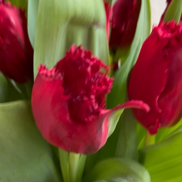 On est loin des 5 fruits et légumes par jour mais on vous propose un fruit et une fleur pour cette Saint-Valentin ! 10 tulipes frangées d’un superbe rouge profond dans un vase « fraise » pour un effet maxi LOVE! #fleuristebiarritz #livraisonbiarritz #saintvalentin #tulipe #fleursdesaison