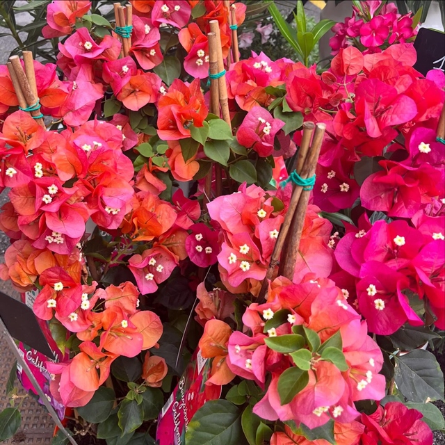 Profitez de super prix sur les bougainvilliers cette semaine !!!! #plantes #bougainvilliers #fleuristebiarritz