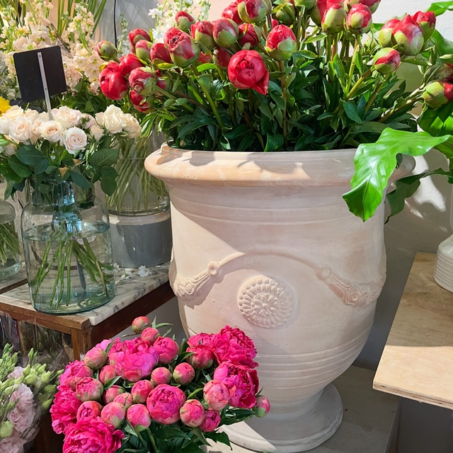 La pivoine en superstar!!! Toutes les couleurs seront présentes pour la fête des Mamans. Profitez en!!