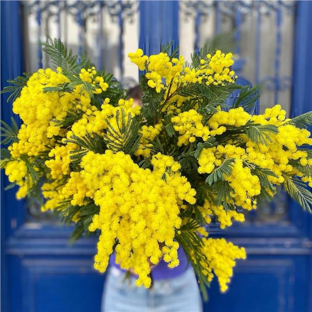 Profitez du mimosa tant qu’il est encore temps !!!Passez à la boutique ou RDV sur notre site et commandez directement en ligne en cliquant sur le lien ci-dessous 👇🏻https://berry-biarritz.com/fleurs-fraiches/mimosa-105.html#mimosa #bouquetdemimosa #fleuriste #fleuristebiarritz #livraisondefleurs #livraisondefleursbiarritz