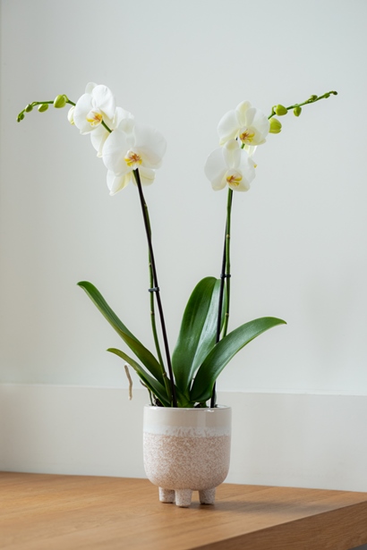 Orchidée Phalaenopsis*