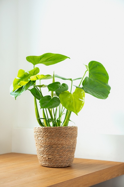 Philodendron Monstera*