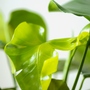 Philodendron Monstera*